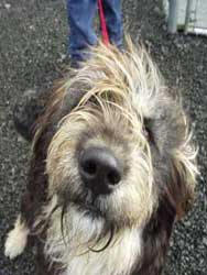 dog We Are Pet Friendly, Too!